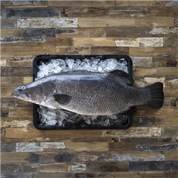 Barramundi Whole Farmed